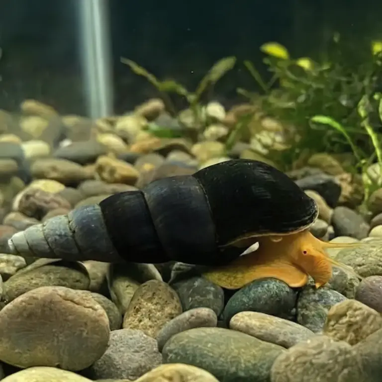 Caracol Bicolor Rabbit Snail