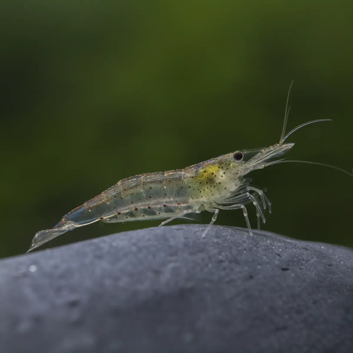 Caridina Japonica XL Come Algas