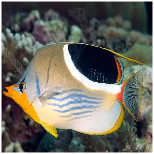 Chaetodon Ephippium (Mariposa)