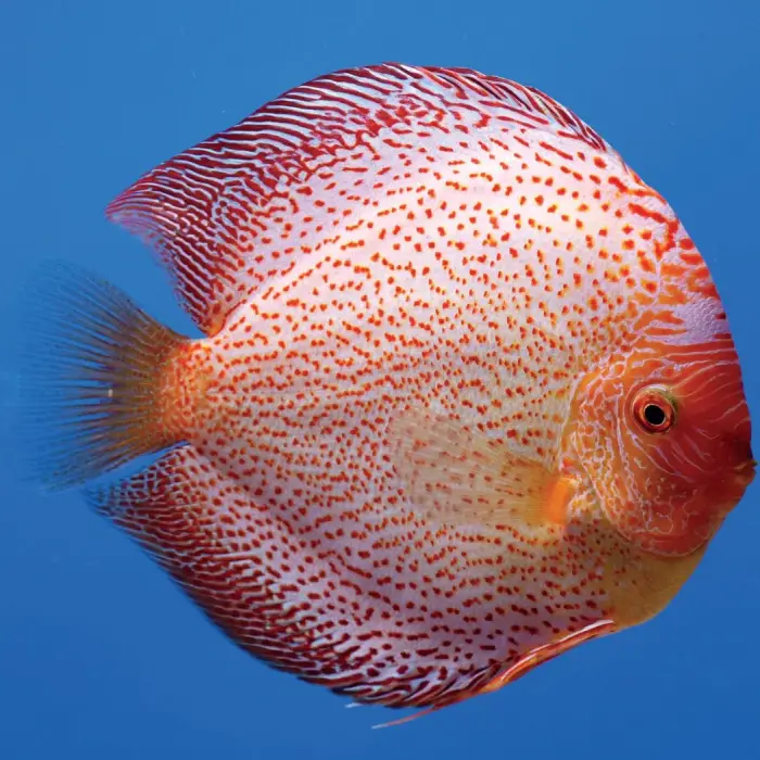 Pez Disco Leopard Premium 7 cm