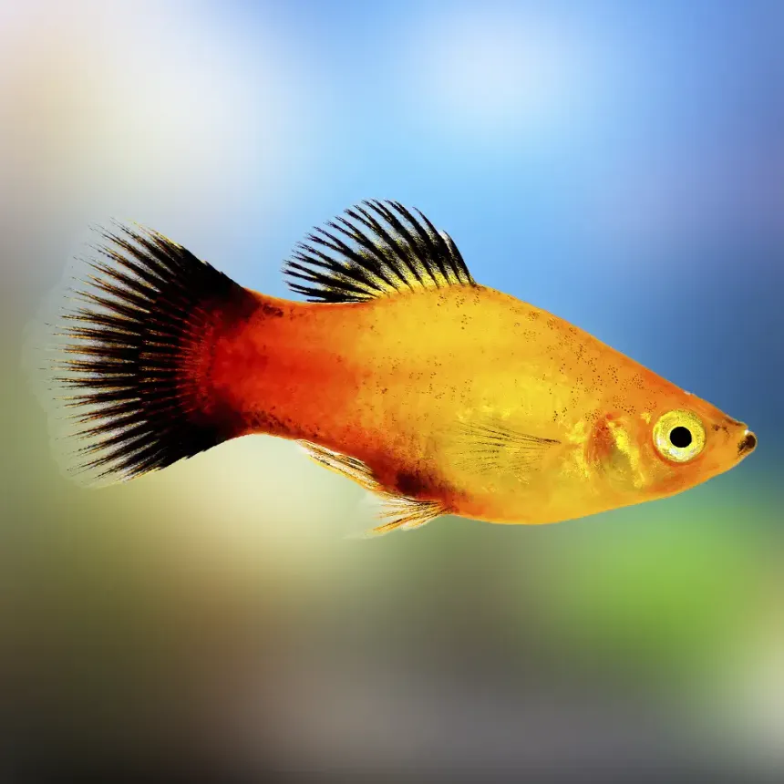 Xiphophorus maculatus (Platy)