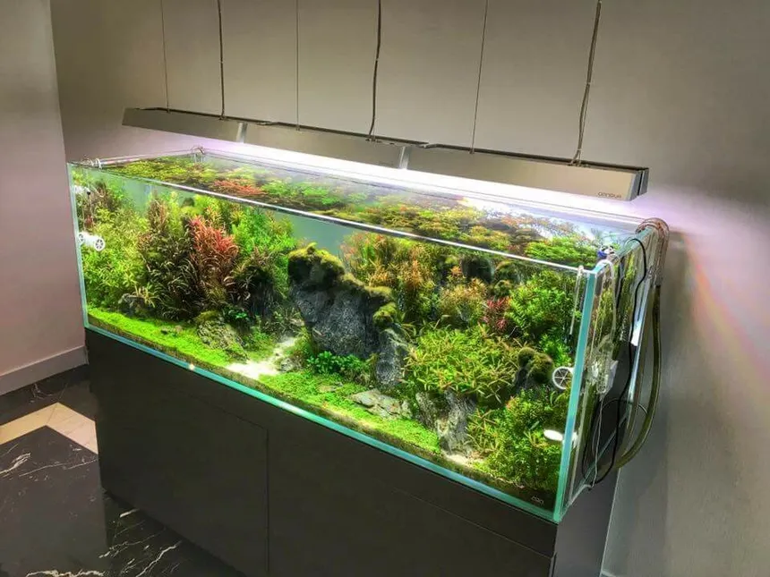 Pack acuario plantado 400 litros